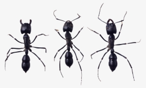 Ant