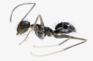 Learn About Crazy Ant Facts Hulett Pest - Carpenter Ant