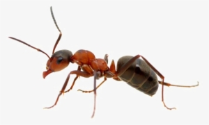 Ant Png Free Download - Ant Png