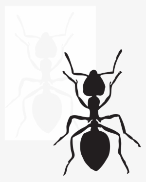 This Free Icons Png Design Of Acrobat Ant