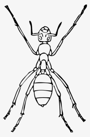 Ant Svg Clip Arts 390 X 592 Px