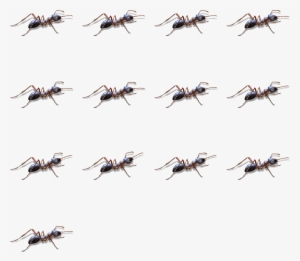 Ant - Flock