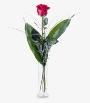 Flecha De Cupido - Rose