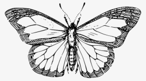 Collection Of Free Butterflies Drawing Skeleton Download - Line Drawing Of A Butterfly