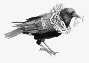 Image Free Common Raven Bird Crow Transprent Png Free - Bird Drawings Crows