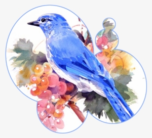 My Arms Around His Neck, - Mountain Bluebird