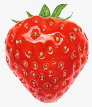 Anna Mason Art Botanical Art, Botanical Drawings, Botanical