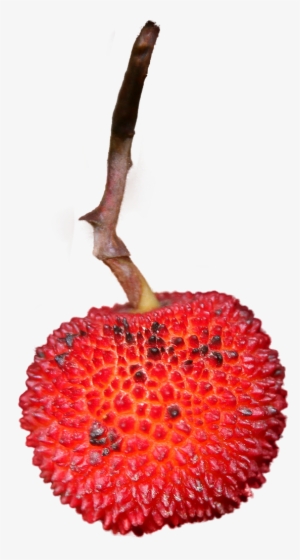 Strawberry Isolated Fruit - Fruit