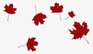 Maple Falling Wind Red Leaves Nature Autum - Grape Leaf Clip Art