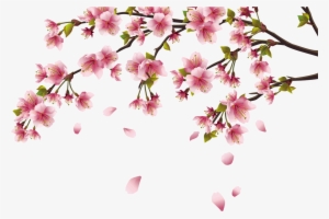 Cherry Transprent Free Download