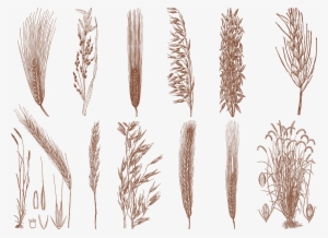 Drawing Cereal Grain - Rice