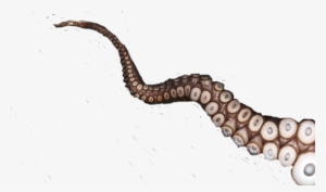 Octopus Jellyfish Animal Tenticle