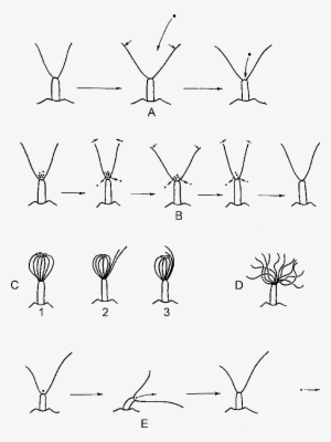 A, Lophophore Expansion Resulting In Particle Sucking - Drawing