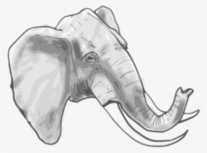 Clipart Resolution 800*700 - รูป ช้าง ลาย เส้น