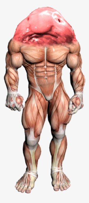 A Speculative 3d Model Of The Titan - Neck Muscle Exercises