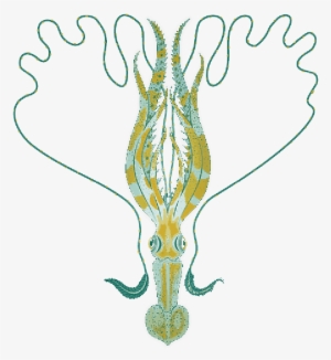 Mb Image/png - Cuttlefishes