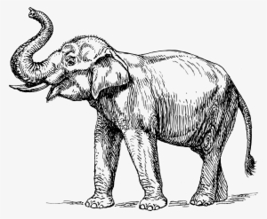 Indian Elephant Head Clipart - Elephant Drawing Trunk Up