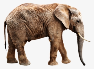 African Elephant Head Animals E Elephant - Twisted Envy Get Out Of My Way Elephant Novelty Mug