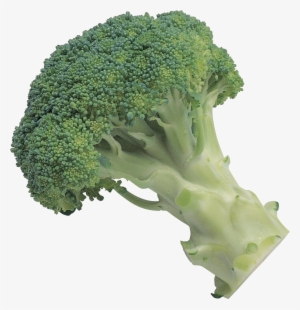 Broccoli Png Image - Broccoli Transparent Background