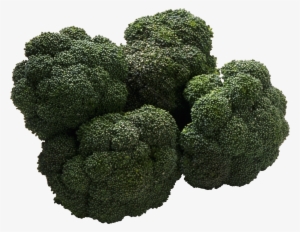 Broccoli Png Image - Food