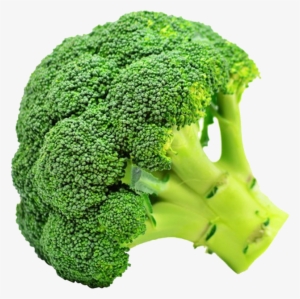 1 Piece Of Broccoli