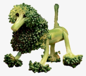 Png Transparent Poodle Broccoli - Broccoli Cows