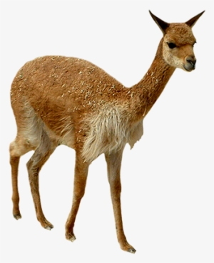 Llama Clipart Brown - Vicuña Png