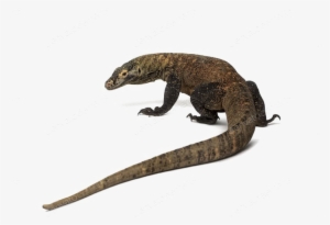 Komodo Dragon Png Photos - Lomodo Png