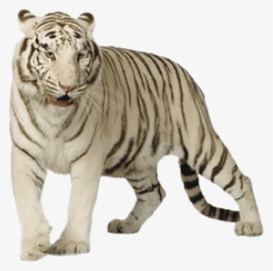 White Tiger - White Tiger Png