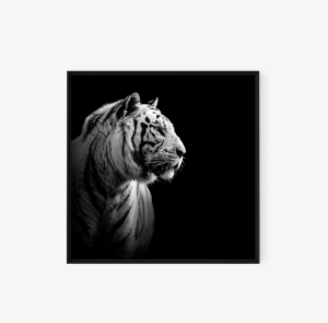 Photo The White Tiger - Just Because I Walk Alone Doesnt Mean Im Lost