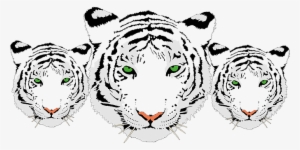 Tiger Head White Bengal Tiger India Carniv - 3 White Tiger Png