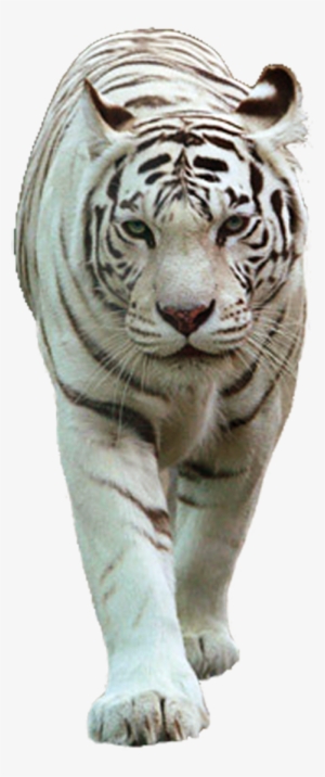 White Tiger Png - White Tiger Images Png