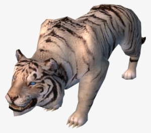 White Tiger - Siberian Tiger