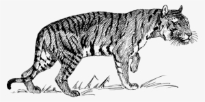 Tiger Animal Biology Feline Mammal Zoology - Line Drawings Of Tigers
