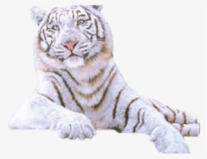 White Tiger Png Transparent Images - Gif