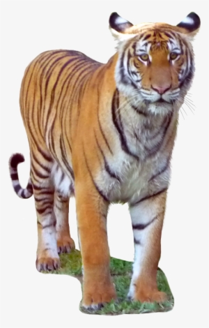 Malayan Tiger - Malayan Tiger Transparent Background