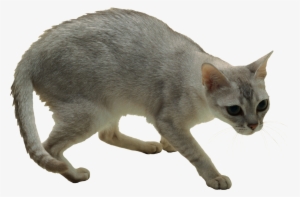 Cat Png - Peluche Rinoceronte 20x46x14 Cm Peluches Hansa Ps 07601