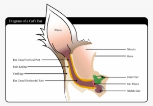 Ear