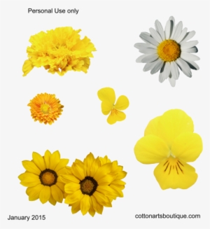 Yellow Flowers - Cotton