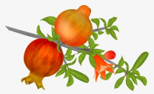 Png Library Stock Free Pomegranates Png Graphics Pinterest - Akshar Gyan Swar - Hindi
