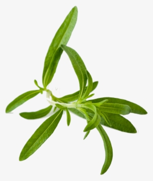 Savory Herb Png
