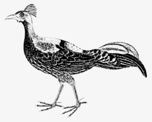 Ring-necked Pheasant Meleagrididae Bird Drawing - ภาพ วาด นก Png