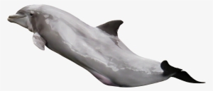 Dolphin Pngpix