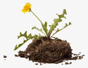 Transparent Weed Garden - Garden Weed Png