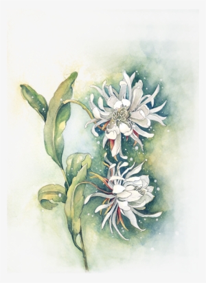 Clipart Royalty Free Edelweiss Drawing Watercolor