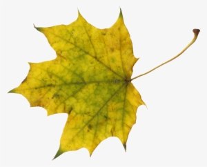 Png File Size - Leaf
