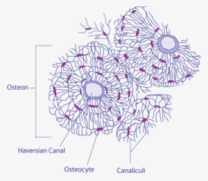 Transverse Section Of Bone - Haversian System