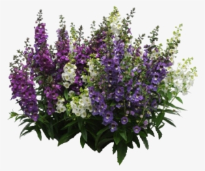 Pin By Melissa German On Psd - Hazzard's Seeds Angelonia Serenita Mix 1,000 Seeds