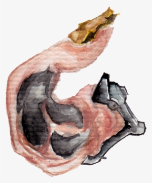 Into Watercolour Painting In Alphabetical Order, And - Illustration