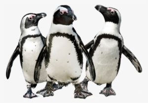 Penguin Trio - Penguins Transparent